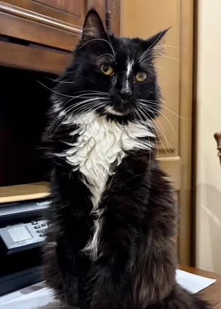 Gizmo