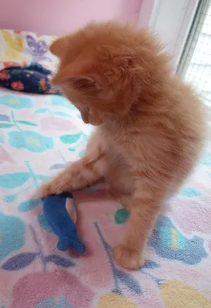 Oscar * IN FOSTER *