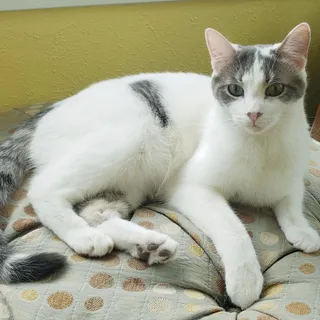 Cosmo - Bonded with Chunk!