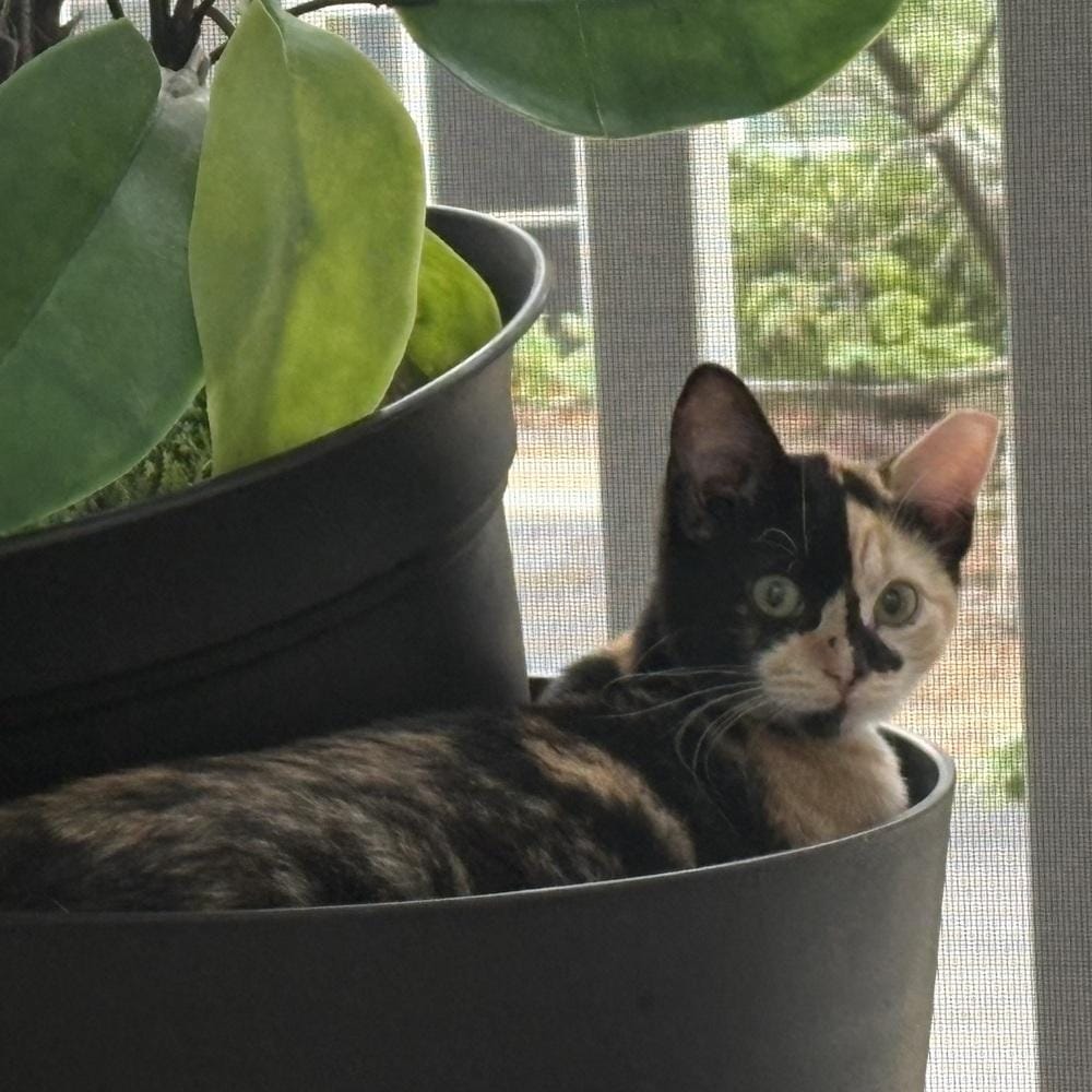 Miss Mazie