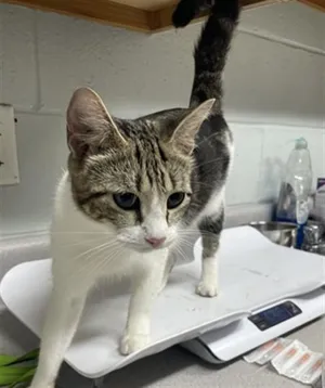 MARMALADE