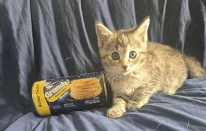 Biscuit