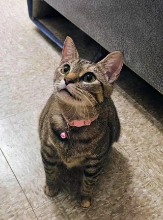 Hira