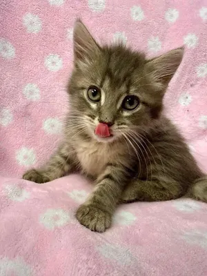 Fluffers