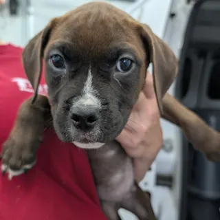 Maverick