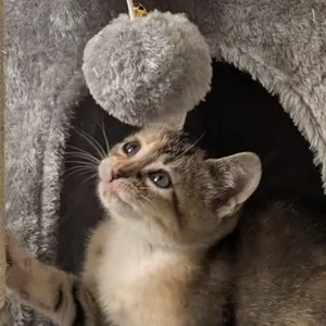 Sheila