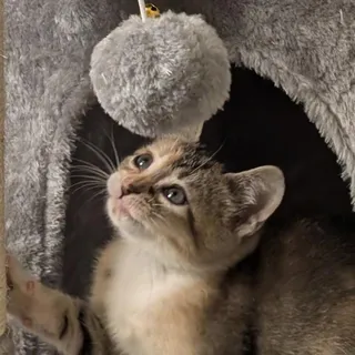 Sheila