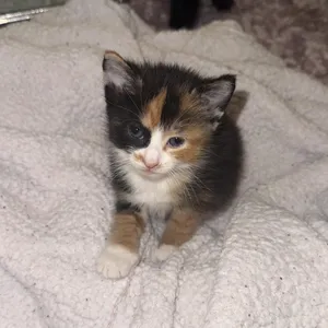 Greta
