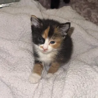 Greta