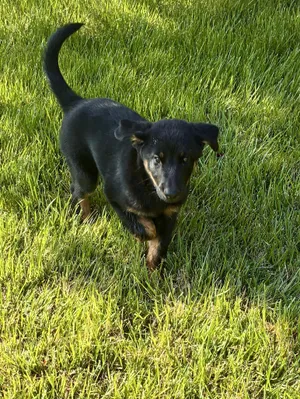 Timber