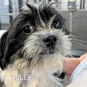 Riley