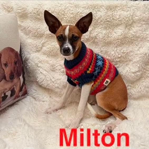 Milton D11356