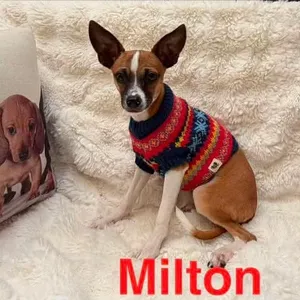 Milton D11356