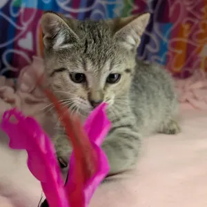 Mikah