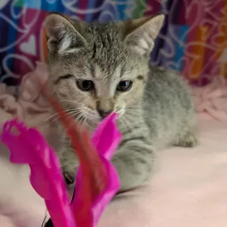 Mikah