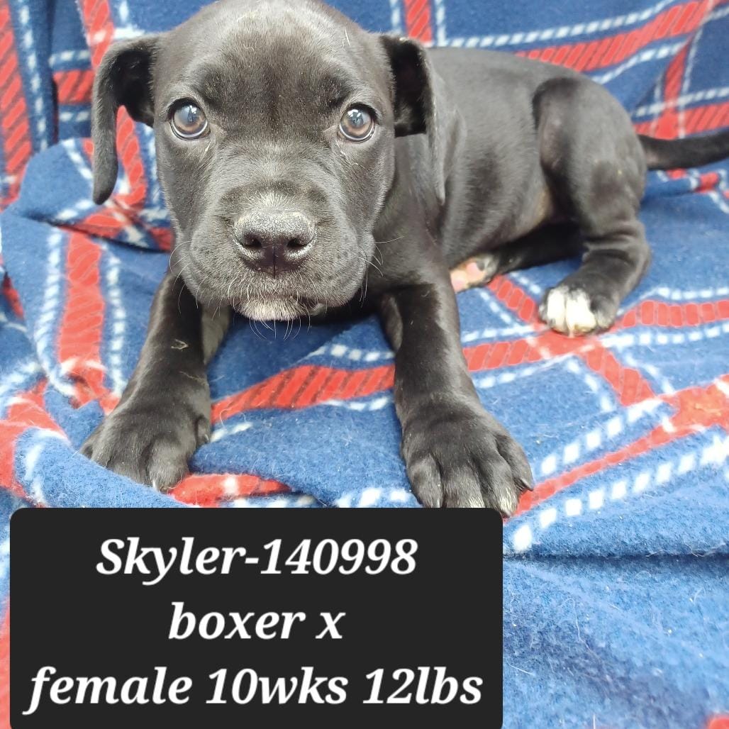Skyler