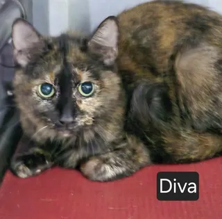 Diva
