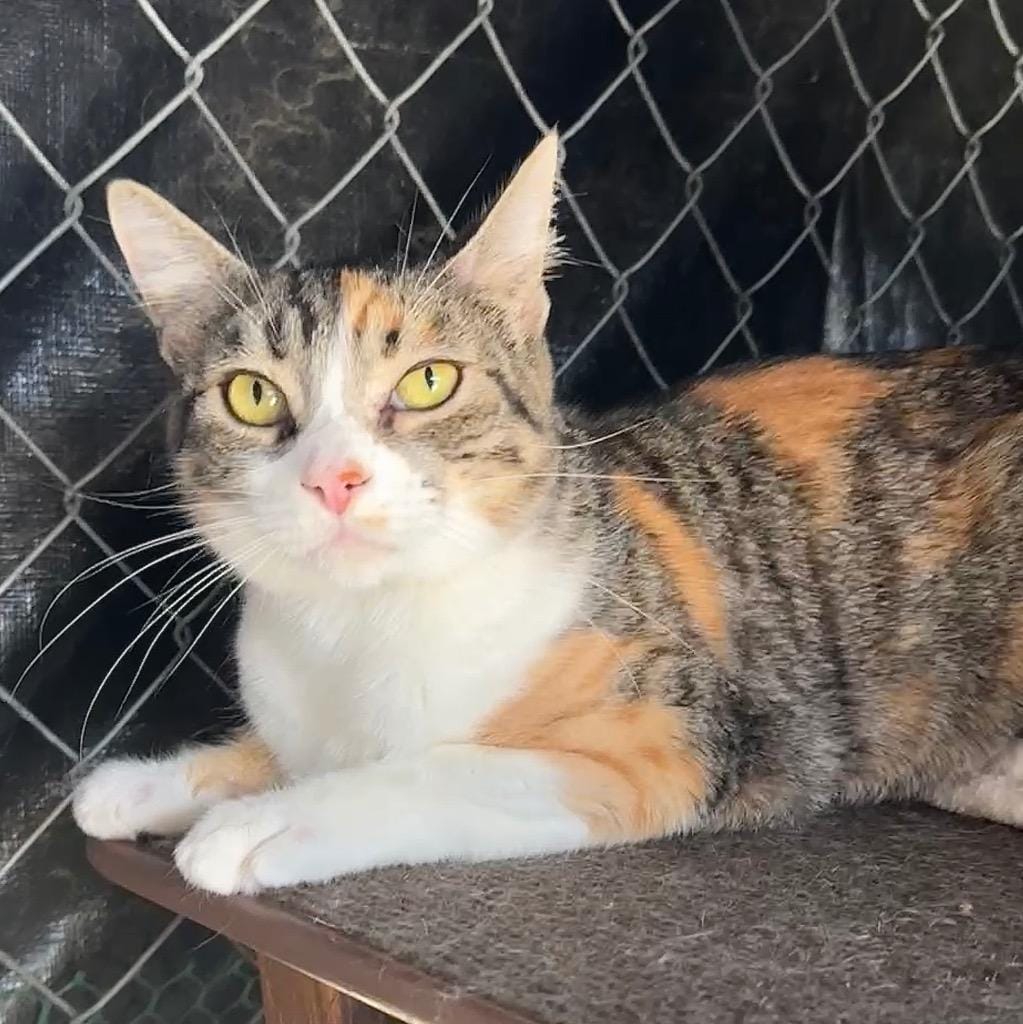 Tasha
