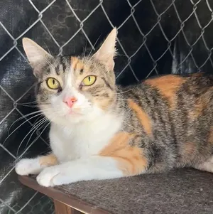 Tasha