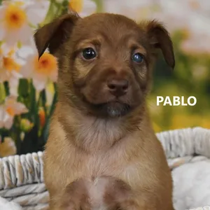 Pablo