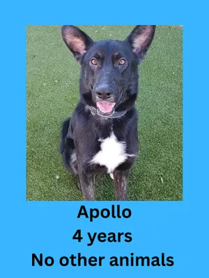 Apollo