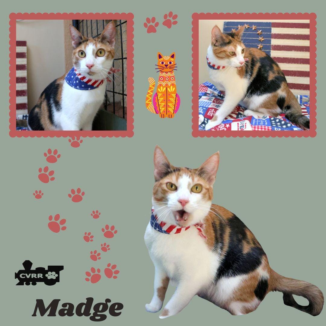 Madge (Cat)