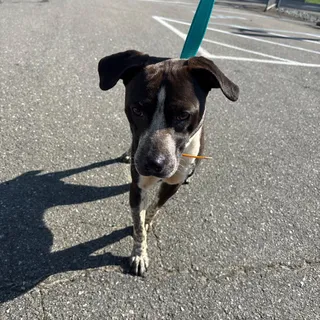 Stray-Dirgie Mine Rd