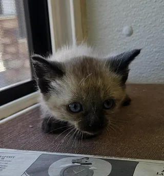 Corral kitten 6