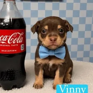 Vinny