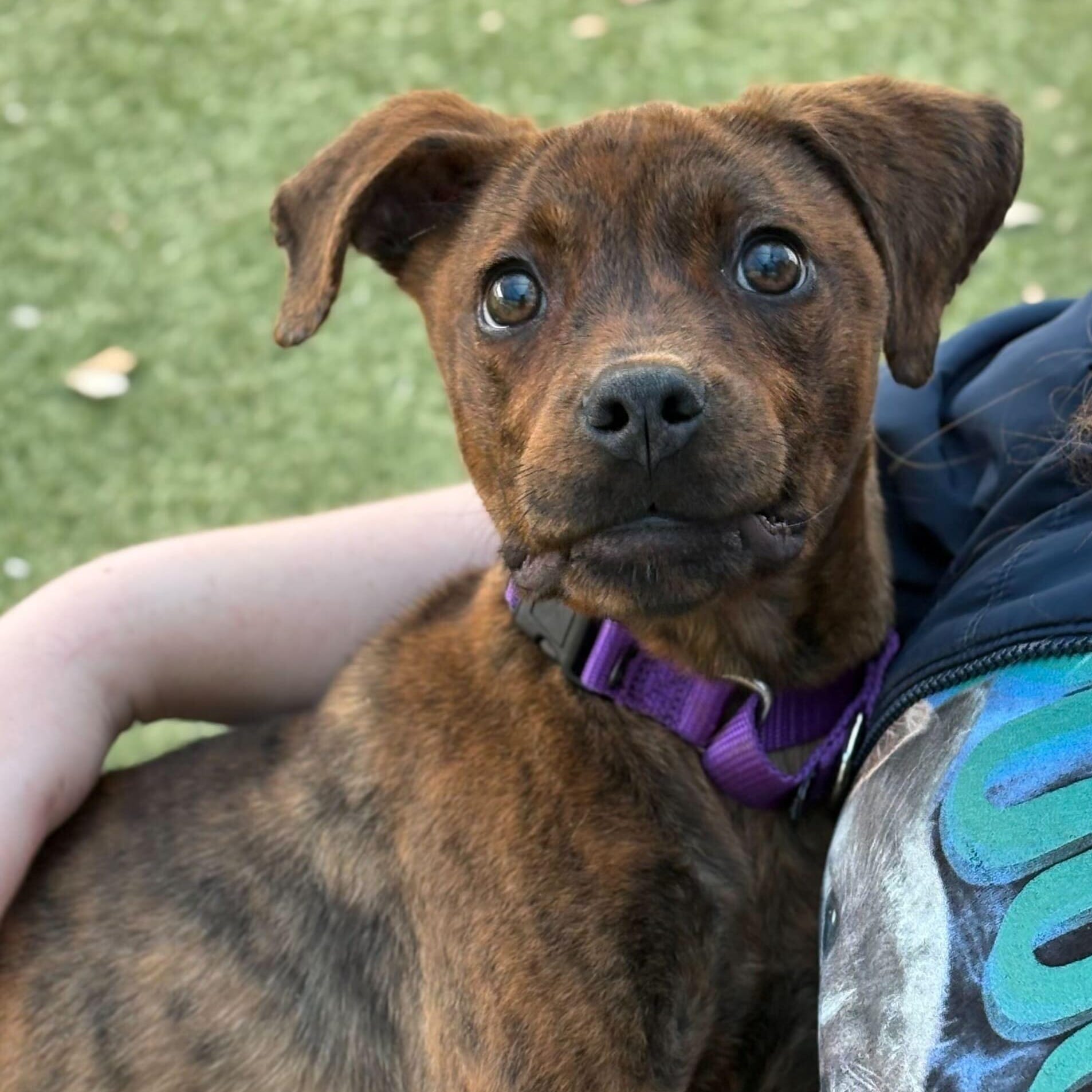 Marra (Aka Brindle)