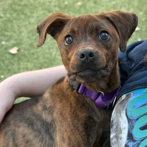 Marra (Aka Brindle)