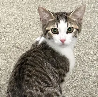 Peanut - Tiny Kitten, Big Personality