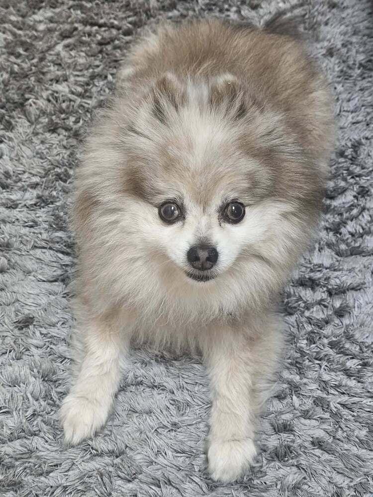 Gracie