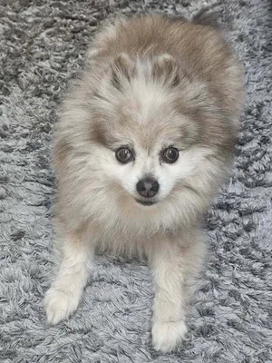 Gracie