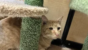 Tiggie