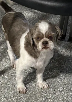 Merle 13 lbs