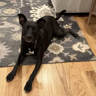 Lily