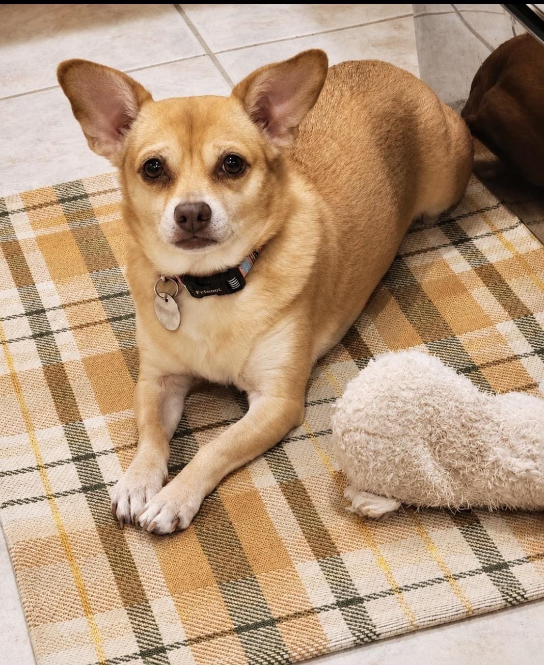 Oscar, loyal companion