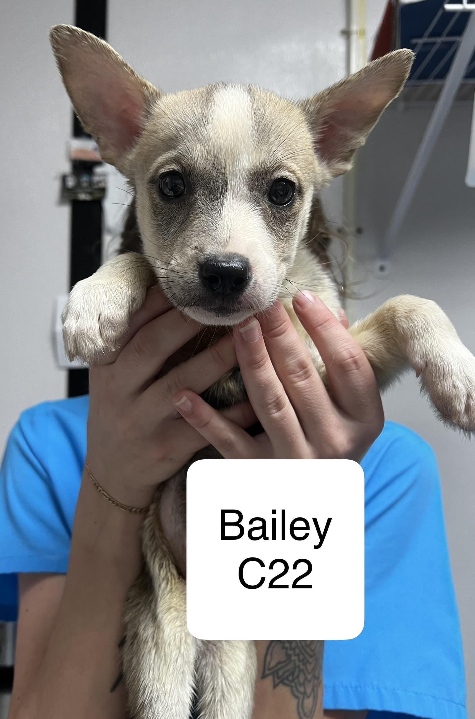 Bailey