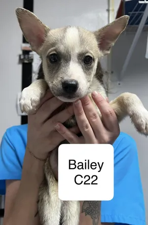 Bailey
