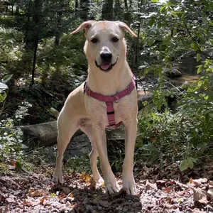 CT Layla (Home in Bethel CT)