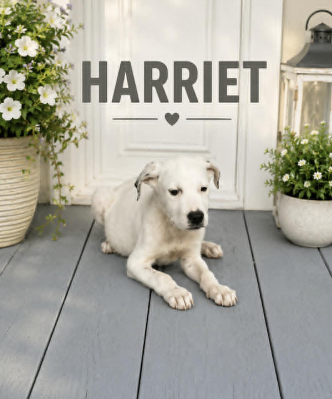 Harriet