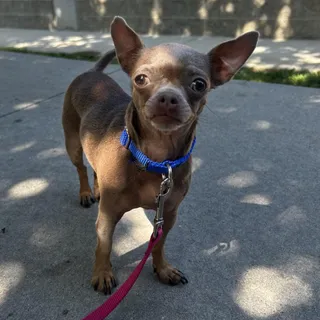 Bartok
