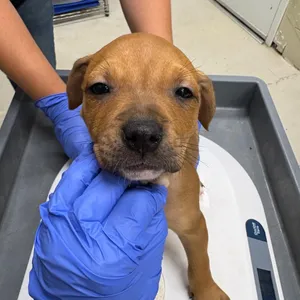 Puppy 1