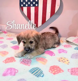 Shanelle