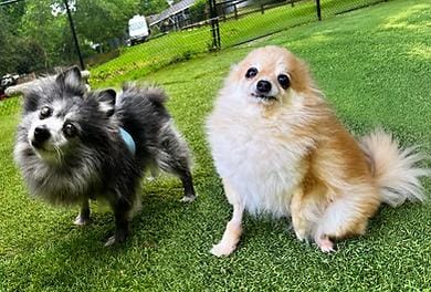 Twinkie and Yodel