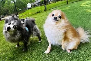 Twinkie and Yodel