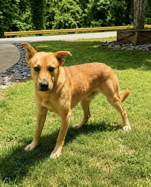 Scooby