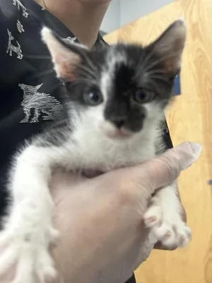 Elvis