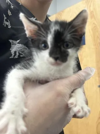 Elvis